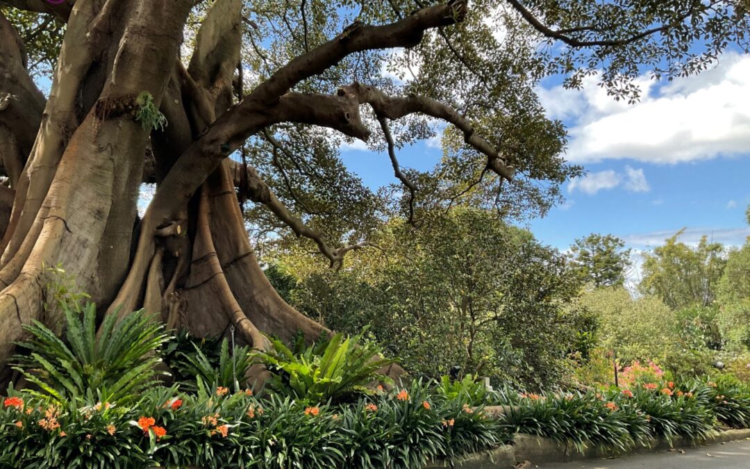 Botanic Gardens & Government House – Sydney